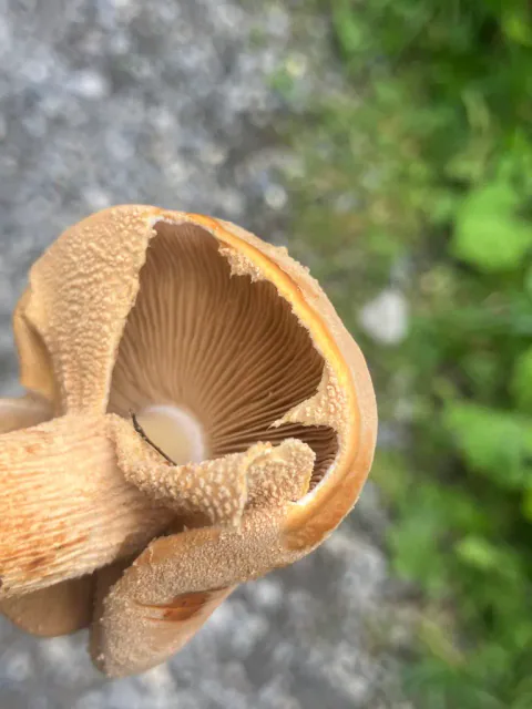 Nærbilde av gullskjellsopp med kanelbrune skiver og kraftig hudaktig ring.