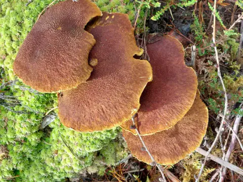En tett gruppe hulrørsopper sett ovenfra i mose, med overlappende, rødbrune, fint skjellete hatter med gule kanter.