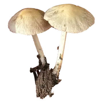 To frilagte hvite sprøsopper med beige, hvelvede hatter, lyse, tynne stilker og en trebit festet ved basis.