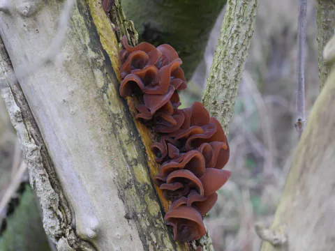 Tette klynger av rødbrune judasører med bølgete kanter vokser langs en smal sprekk i en lys trestamme.