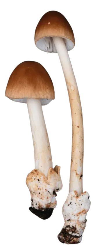 To kamfluesopper med brune, klokkeformede hatter, stripete hattkanter og lange, lyse stilker med hylster nederst.