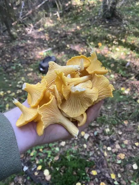 En håndfull gule kantareller i skogen, med bølgete hattkanter og flere lyse, ribbete undersider vendt mot kameraet.