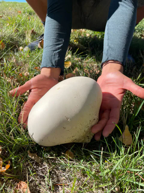 En person holder hendene på hver side av en stor, avlang, kremhvit kjemperøyksopp i gresset.