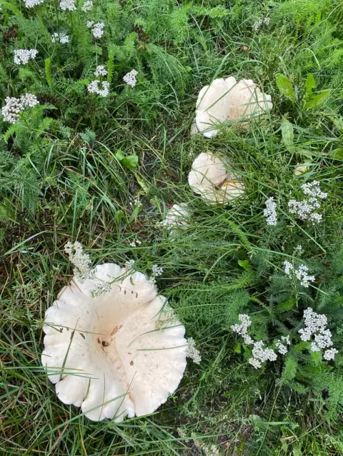 Kjempetraktmusseronger sett ovenfra i høyt gress og små hvite blomster, med lyse hatter og oppsprukne kanter.
