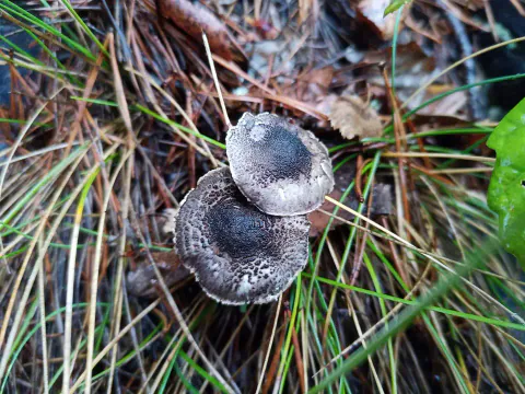 To kjøttbrune parasollsopper sett ovenfra blant barnåler og gress, med mørke, tett skjellete hatter og lyse ytterkanter.