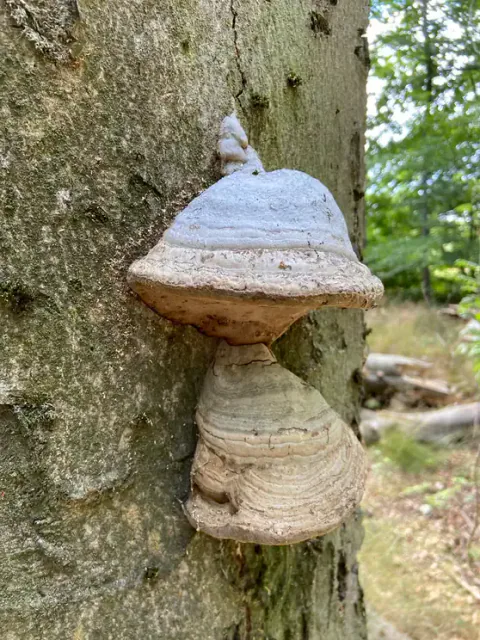 To knuskkjuker over hverandre på en stamme. Den øvre har grå overside og brun underside, den nedre er lysere.