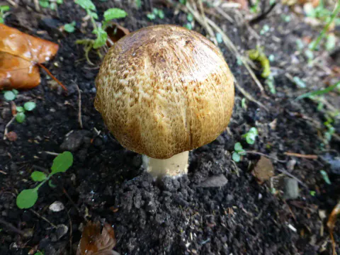 Ung kongesjampinjong står i mørk jord mellom småplanter, med eggformet, gulbrun, skjellet hatt og kort, hvit stilk.
