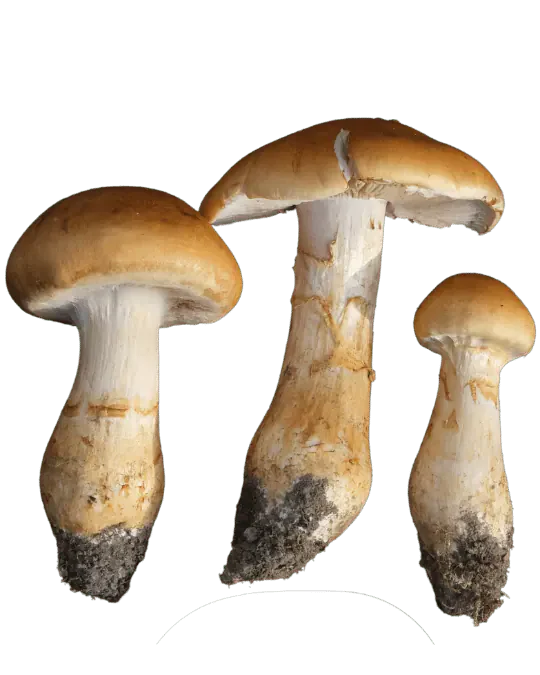 Tre kransslørsopper med gulbrune hatter, lyse skiver og tykke stilker med gulbrune belter, med jord nederst.