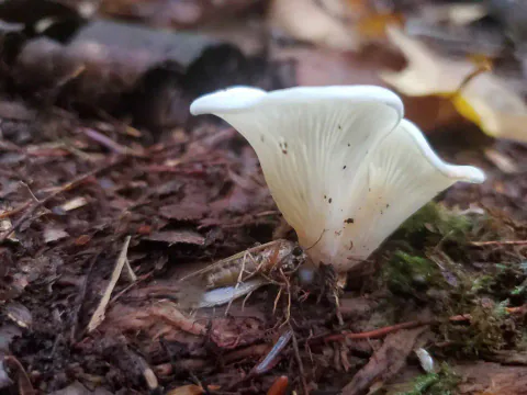 Krittøsterssopp sett fra bakken på mørk skogbunn, med hvite, vifteformede hatter og skiver som samles ved festet.