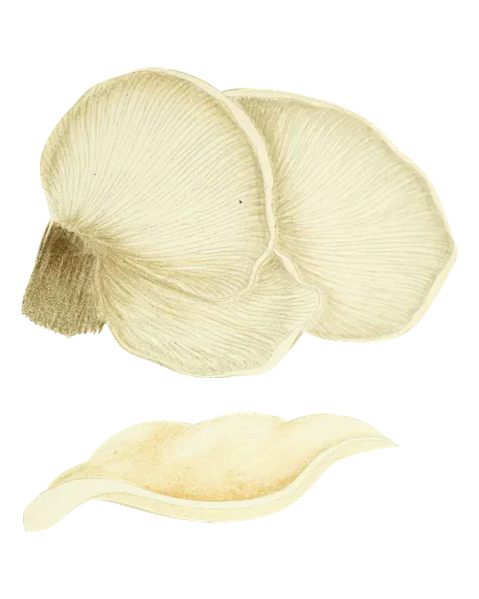 Illustrasjon av krittøsterssopp med lyse, vifteformede hatter, tette skiver på undersiden og en hatt vist fra siden.