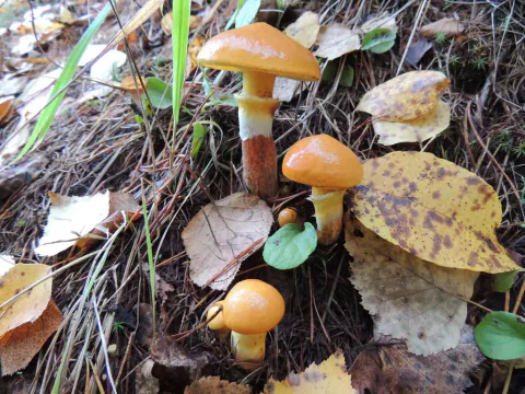 Flere lerkesopper i ulik alder med oransje hatter og ring på stilkene.