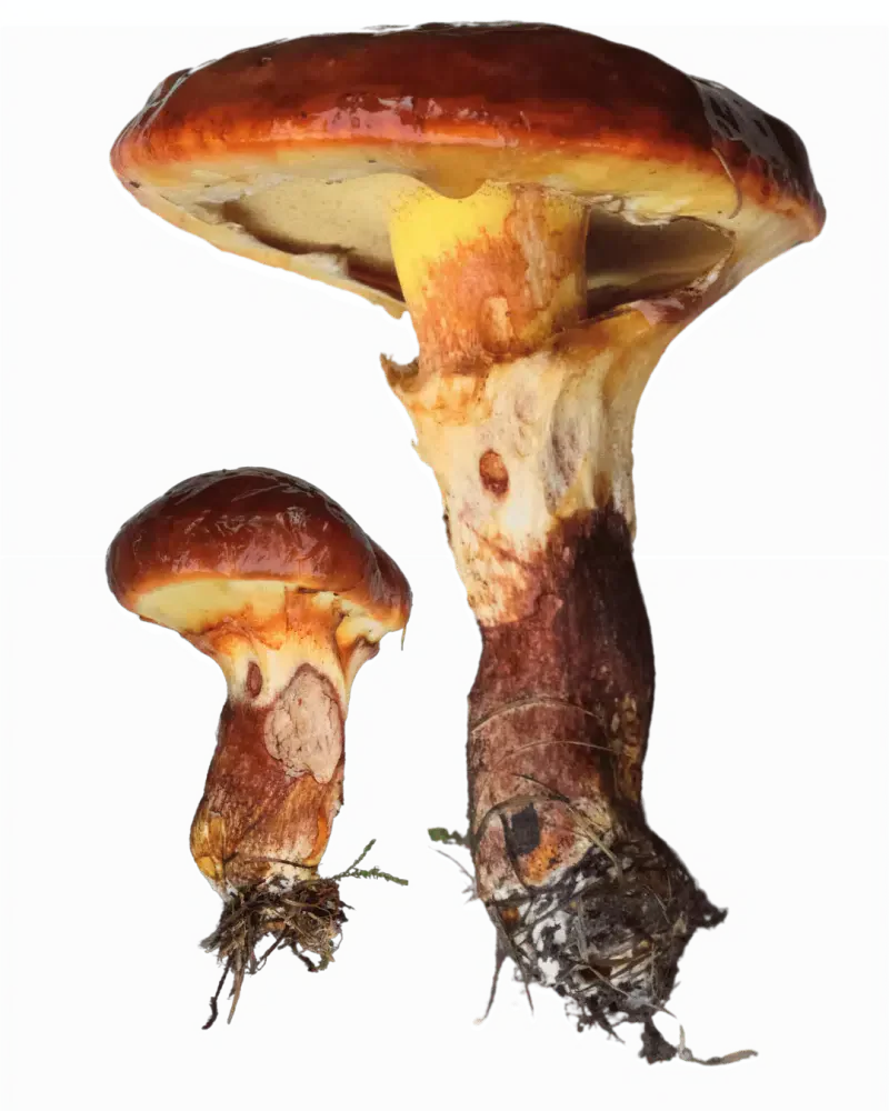 To lerkesopper med blanke rødbrune hatter, gul underside og kraftige, brunflekkete stilker med lyse slørrester.