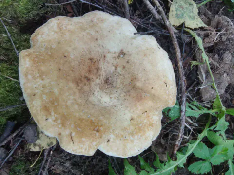 Lodden hvitriske sett rett ovenfra, med bred, kremhvit hatt, brunflekket fordypning og bølgete kant mellom gress og kvister.