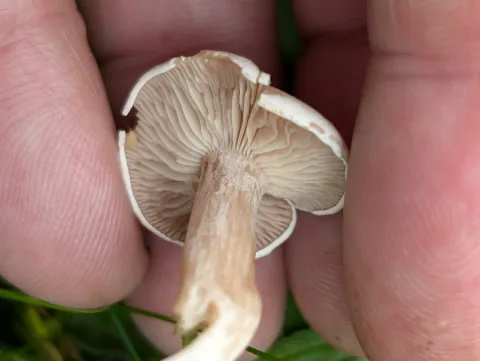 Lumsk traktsopp holdes mellom fingrene, med lys, skadet hattkant, beige skiver og en lysebrun stilk med brukket ende.