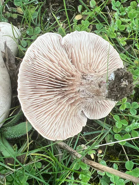 Lumsk traktsopp ligger med undersiden opp i gress og småblader, med tette beige skiver rundt en kort, jordete stilkrest.