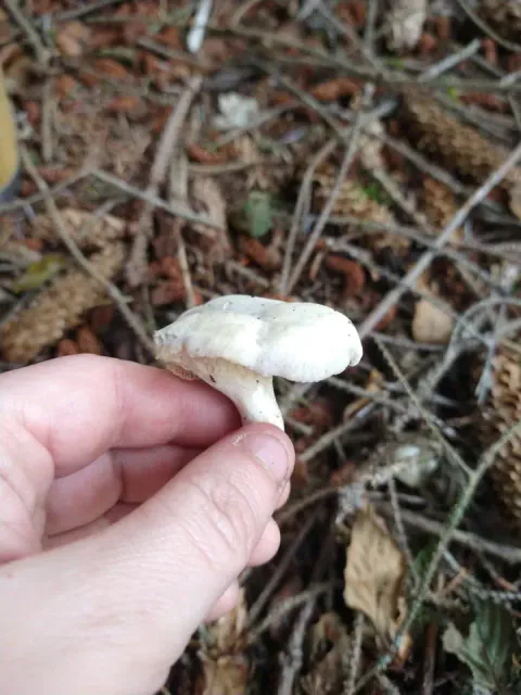 En liten melsopp holdes mellom to fingre over skogbunn med kvister og barnåler, og viser hvit hatt og kort, lys stilk.