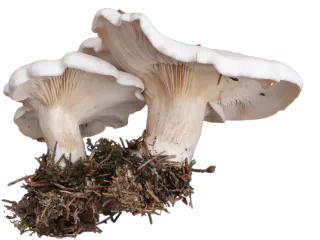 Melsopp sett fra lav vinkel, med hvite, bølgete hatter og lyse skiver som løper ned på de kraftige stilkene.