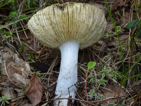 Mild gulkremle ligger med undersiden opp på skogbunnen og viser lyse skiver med brunlige striper og en lang hvit stilk.