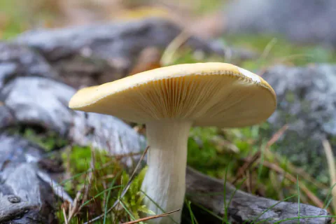 Mild gulkremle sett fra lav vinkel i mose, med gul hattkant, kremgule skiver og kraftig hvit stilk ved lyst treverk.