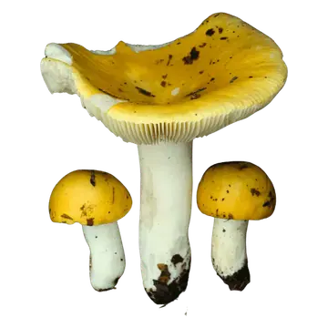 Illustrasjon av mild gulkremle med én stor, fordypet gul hatt og to små, hvelvede hatter på hvite stilker.