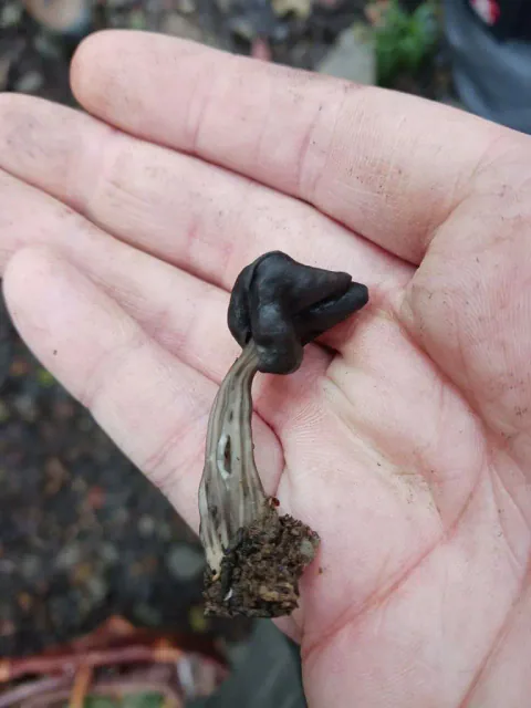 En liten mørk høstmorkel ligger i en håndflate, med svart, sammenfoldet hatt og lysgrå, furet stilk med jord ved basis.