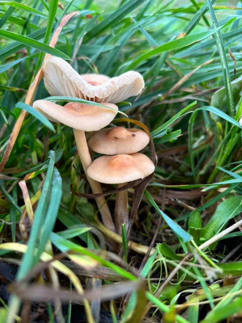 Nelliksopper står tett i høyt gress, med små beige hatter på tynne stilker og en oppbøyd hatt som viser lyse skiver.