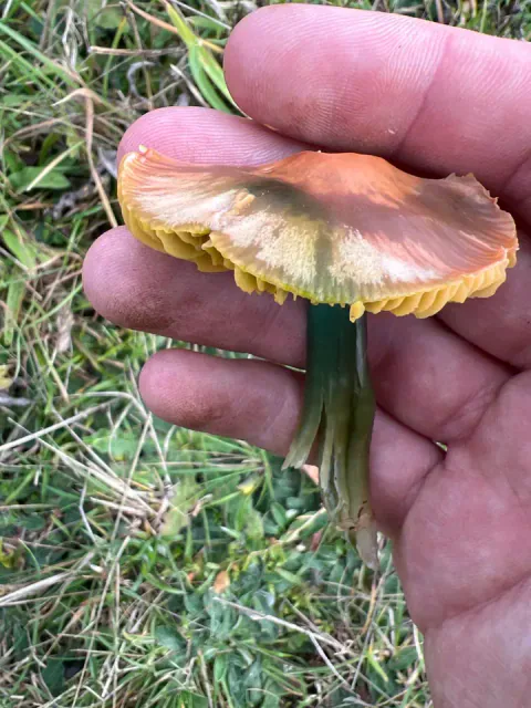 En papegøyevokssopp holdes i hånden, med bølget, rosa og gulbrun hatt, gule skiver langs kanten og mørkegrønn stilk.