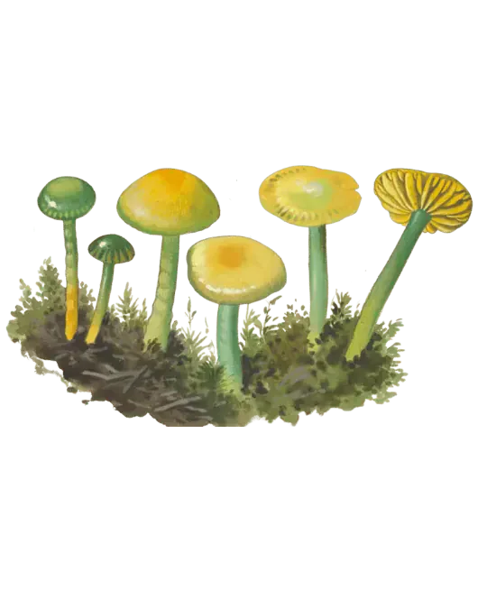 Illustrasjon av papegøyevokssopp i mose, med grønne og gule hatter, slanke stilker og en gul skiveunderside vendt frem.