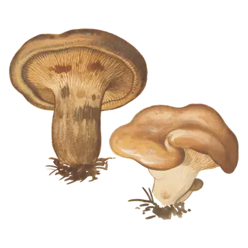 Illustrasjon av pluggsopp med brun hatt og innrullet kant, tettstilte brunlige skiver og en kort, tykk stilk.