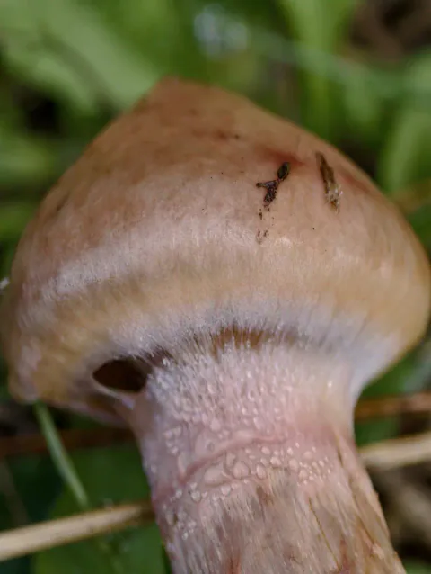 Nærbilde av rabarbrasoppens hattkant og fibrede rosa-brune stilk.