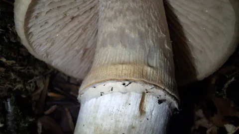 Nærbilde av undersiden på rimsopp, med lyse skiver og en tydelig, hvit ring rundt den gråhvite stilken.