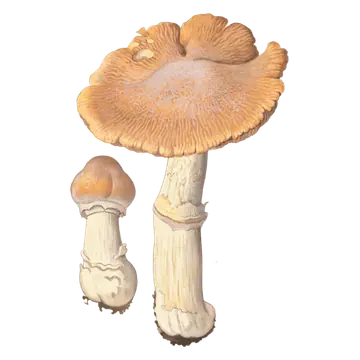 Illustrasjon av en stor og en liten rimsopp med gulbrune hatter, lyse stilker og ringer; den store hatten har rynket kant.