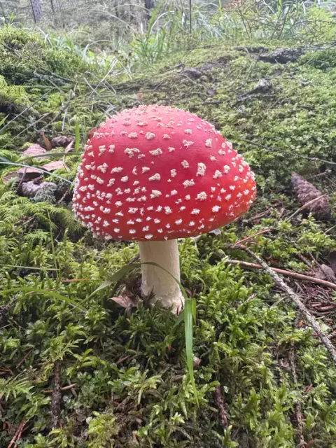 Rød fluesopp i mose med bred dyprød hatt, hvite hudlapper og hengende ring.