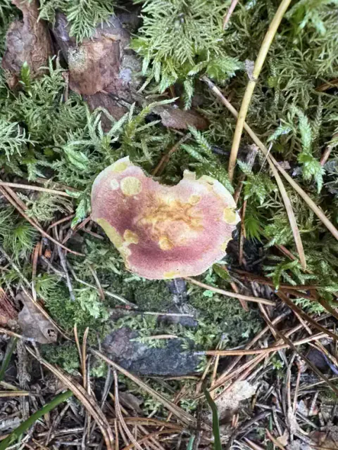 Liten rød stubbemusserong mellom mose og barnåler med gulrød hatt.
