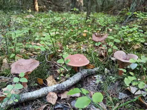 Rødbrun pepperriske med flate, brunrosa hatter spredt blant lave grønne planter og mose, med en gren i forgrunnen.
