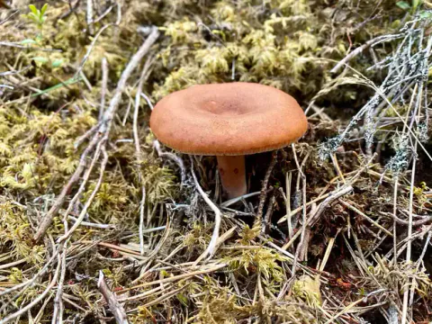 Rødbrun pepperriske står i mose mellom tørre kvister, med matt, rødbrun hatt, en liten fordypning i midten og rødbrun stilk.