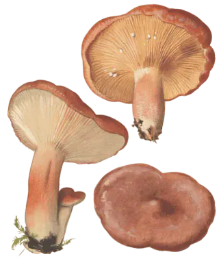 Illustrasjon av rødbrun pepperriske med rødbrune hatter, lyse gulbrune skiver og rødbrune stilker, sett fra flere vinkler.