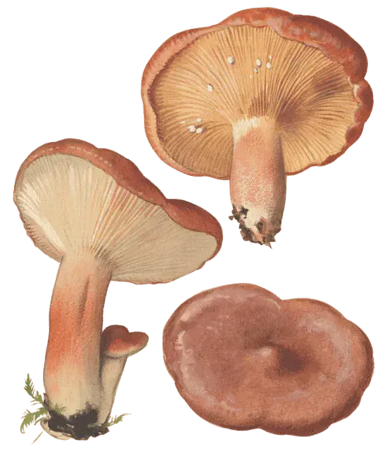 Illustrasjon av rødbrun pepperriske med rødbrune hatter, lyse gulbrune skiver og rødbrune stilker, sett fra flere vinkler.