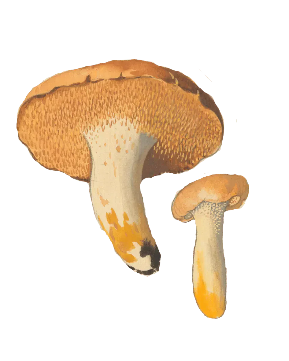 Illustrasjon av rødgul piggsopp, med oransje hatter, tett piggete undersider og lyse stilker med gule flekker.