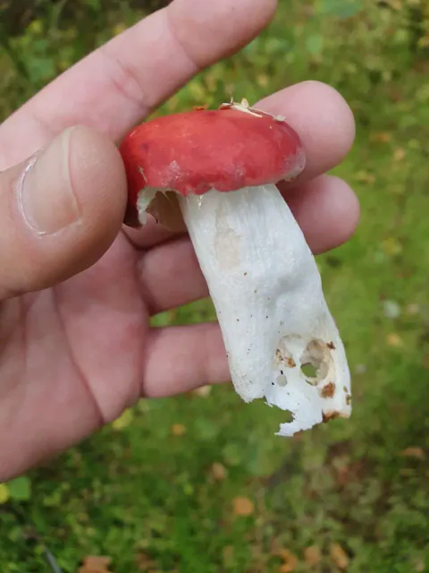 En liten rødkremle holdes mellom fingrene, med rød hvelvet hatt og kraftig hvit stilk foran grønn mose.