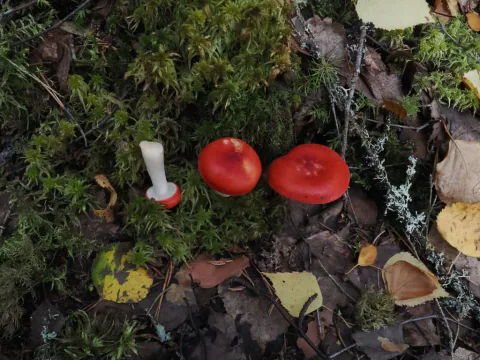 To rødkremler med blanke røde hatter sett ovenfra i mose og løv, ved siden av en liten sopp som ligger med hvit stilk opp.