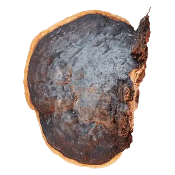 Frilagt rødrandkjuke sett ovenfra, med mørk gråsvart, ujevn overflate, rustbrune felt og en smal oransjegul ytterkant.