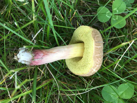 Ruterørsopp ligger på siden i gress og kløver, med gul poreflate vendt frem, sprukken hattkant og gul stilk med rosa partier.