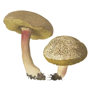 Illustrasjon av to ruterørsopper med brune hatter, gult porelag og gulrøde stilker; den ene hatten er tydelig oppsprukket.
