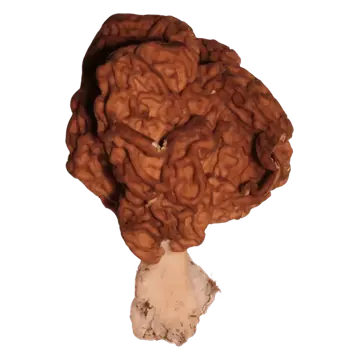 Sandmorkel med en stor rødbrun hatt med dype, slyngede folder over en kort, lys stilk, frilagt fra bakgrunnen.