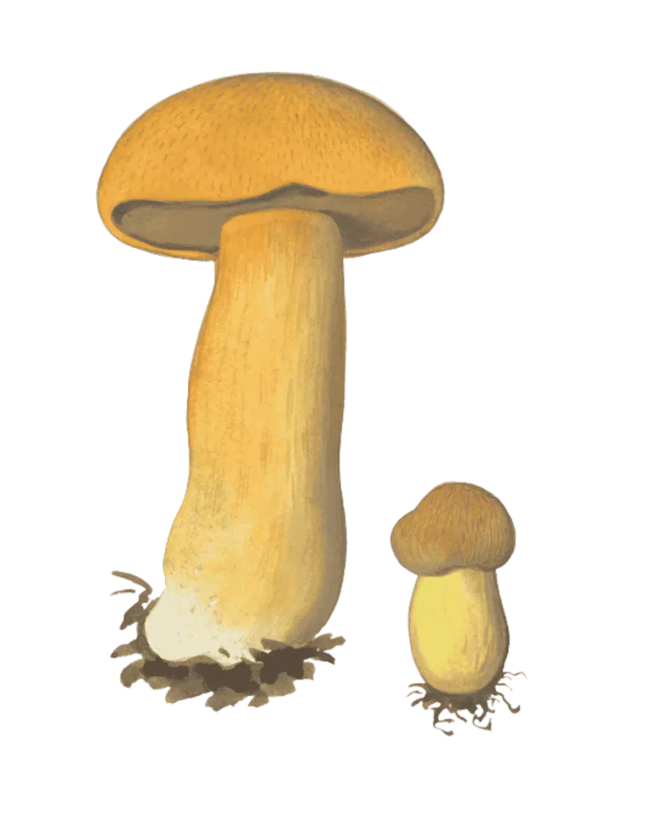 Illustrasjon av en stor og en liten sandsopp med okergule hatter og stilker, og grålig poreflate under den store hatten.