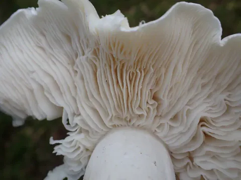 Nærbilde av silkemusserongens underside, med hvite, bølgete skiver og en ujevn, opprevet hattkant.