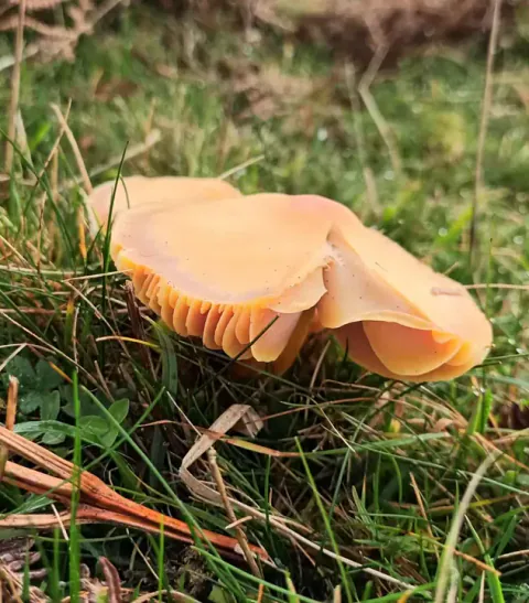 Skarlagenvokssopp i gress og mose med en bred, foldet, blekoransje hatt og oransje skiver synlige under kanten.