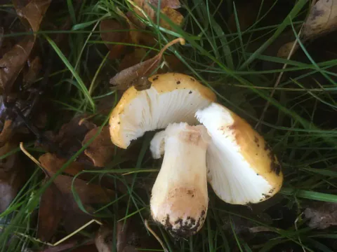 Skarp gulkremle ligger i gress og løv, med gul hatt, store brudd langs kanten, hvite skiver og en kort, lys stilk.