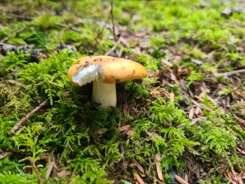 En liten skarp gulkremle i grønn mose, med gul hatt, hvit stilk og et hakk i hatten som viser de hvite skivene.